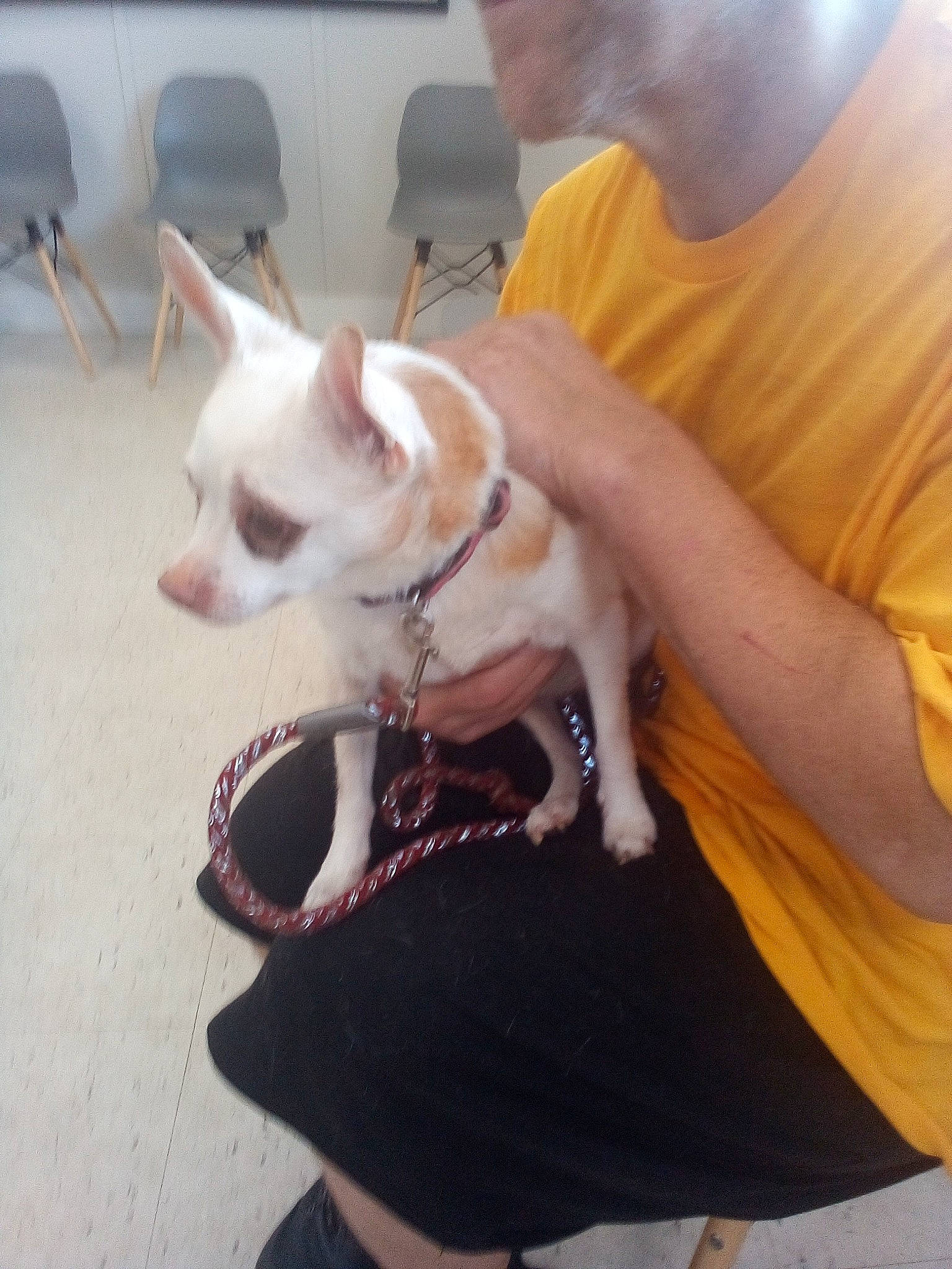 Hattie is registered to the contest to win money with this photo: carnivore, collar, comfort, companion_dog, corgi_chihuahua, dog, dog_breed, dog_collar, dog_supply, ear, fawn, felidae, fur, jaw, paw, small_to_medium_sized_cats, toy_dog, whiskers, white, working_animal