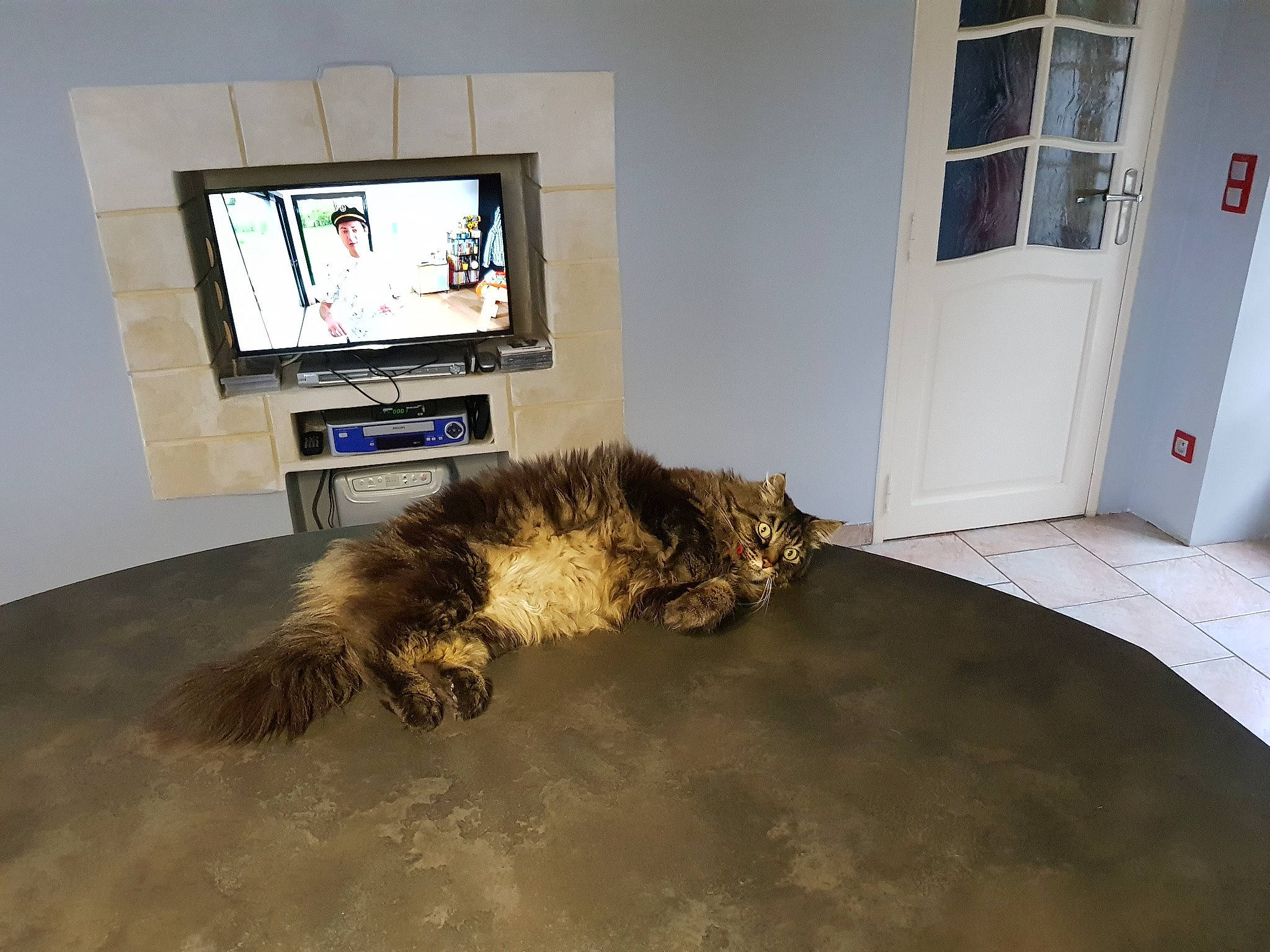 Dunlop a rejoint le concours — aidez-le/la à gagner de superbes lots ! carnivore, cat, comfort, couch, door, felidae, floor, flooring, hardwood, laminate_flooring, living_room, output_device, personal_computer, room, small_to_medium_sized_cats, tail, television, television_set, whiskers, wood