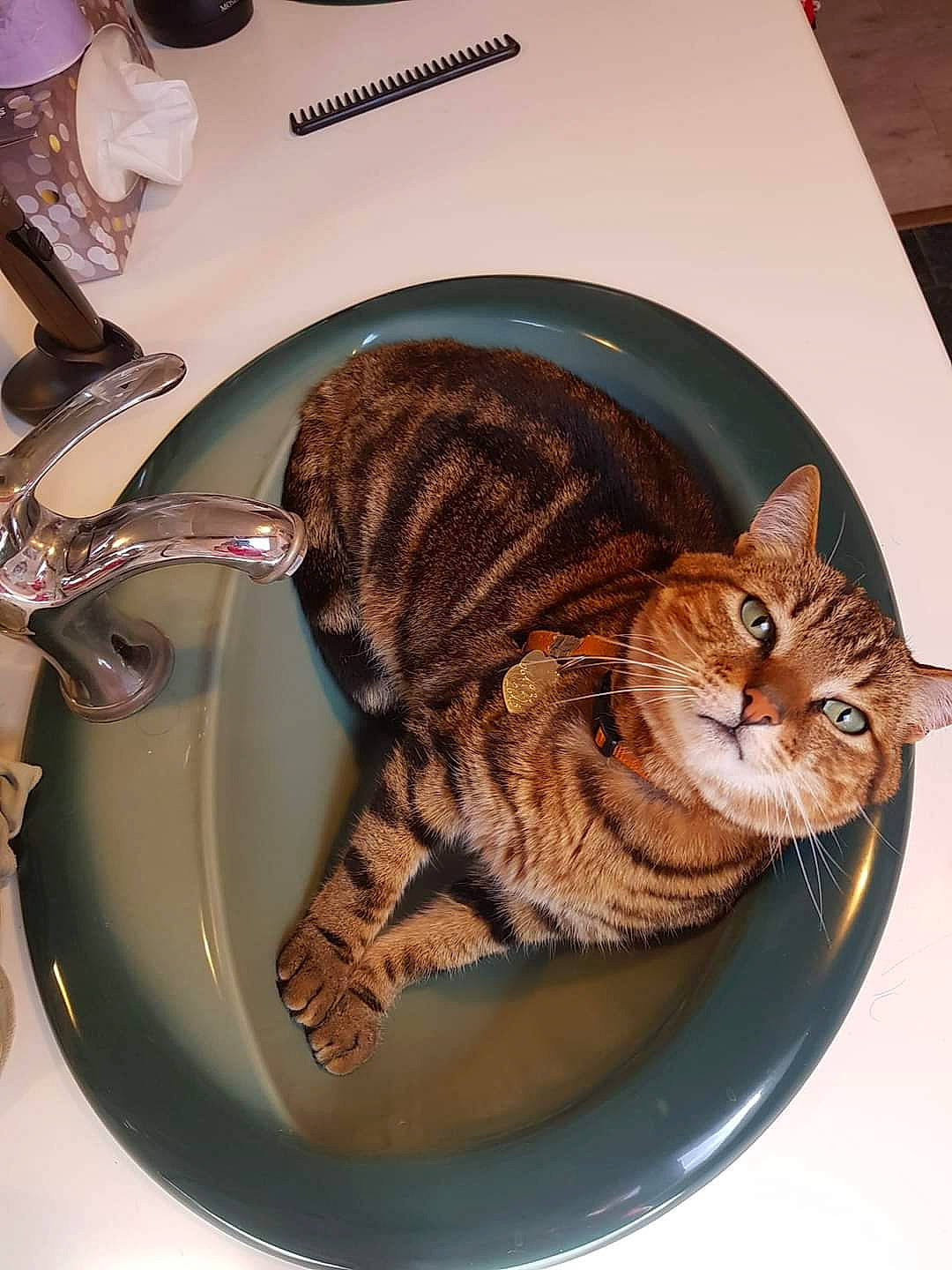 Looping a rejoint le concours — aidez-le/la à gagner de superbes lots ! brown, carnivore, cat, cat_supply, ceramic, comfort, dishware, domestic_short_haired_cat, felidae, fur, kitchen_utensil, plate, plumbing_fixture, serveware, small_to_medium_sized_cats, tableware, tail, terrestrial_animal, whiskers, wood