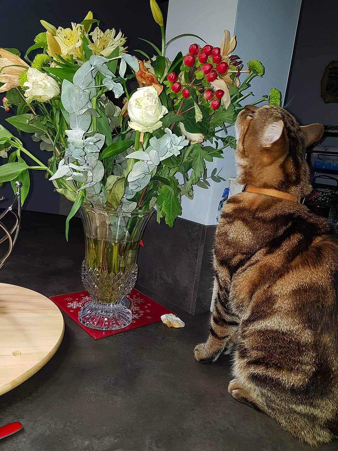 Looping a rejoint le concours — aidez-le/la à gagner de superbes lots ! artifact, bouquet, carnivore, cat, companion_dog, fawn, felidae, flooring, flower, flower_arranging, flowerpot, grass, hybrid_tea_rose, petal, plant, rose, small_to_medium_sized_cats, tail, vase, whiskers