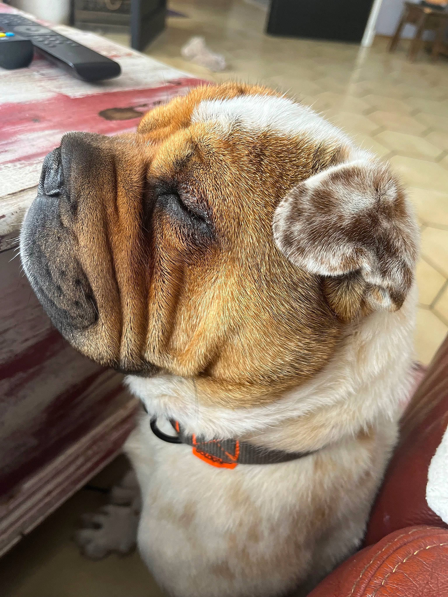 Padmé participe au concours pour gagner de l'argent avec cette photo : ancient_dog_breeds, canidae, carnivore, collar, companion_dog, dog, dog_breed, dog_collar, fawn, fur, kitchen_utensil, leash, pet_supply, snout, sporting_group, terrestrial_animal, whiskers, working_animal, working_dog, wrinkle