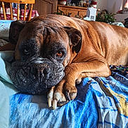Pluto a rejoint le concours — aidez-le/la à gagner de superbes lots ! dog, boxer, brown_dog, wrinkled_face, large_dog, pet, lying_down, bed, blanket, indoors, home, portrait, close_up, paws, claws, short_coat, floppy_ears, looking_at_camera, relaxed, sleepy