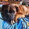 dog, boxer, brown_dog, wrinkled_face, large_dog, pet, lying_down, bed, blanket, indoors, home, portrait, close_up, paws, claws, short_coat, floppy_ears, looking_at_camera, relaxed, sleepy
