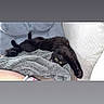 Tao participe au concours pour gagner de l'argent avec cette photo : cat, black_cat, pet, animal, feline, lying_down, upside_down, stretched, paw, glowing_eyes, gray_blanket, couch, cushion, indoor, home, relaxed, funny, portrait, fluffy, sleeping