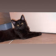 Tao participe au concours pour gagner de l'argent avec cette photo : cat, kitten, black_cat, fluffy, fur, green_eyes, animal, pet, feline, lying_down, indoor, floor, wood_floor, wall, home, portrait, close_up, adorable, alert, relaxed