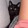 Tao a rejoint le concours — aidez-le/la à gagner de superbes lots ! black_cat, cat, pet, animal, green_eyes, pointed_ears, close_up, portrait, indoors, couch, sofa, blanket, gray_fabric, pink_shirt, person, cozy, peeking, seated, fur, home