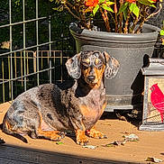 Dasher is registered to the contest to win money with this photo: animal, dachshund, deck, dog, fence, flowerpot, flowers, garden, green_leaves, long_ears, orange_flowers, outdoors, pet, portrait, serious_expression, shadow, short_hair, sitting, sunlight, wooden_deck
