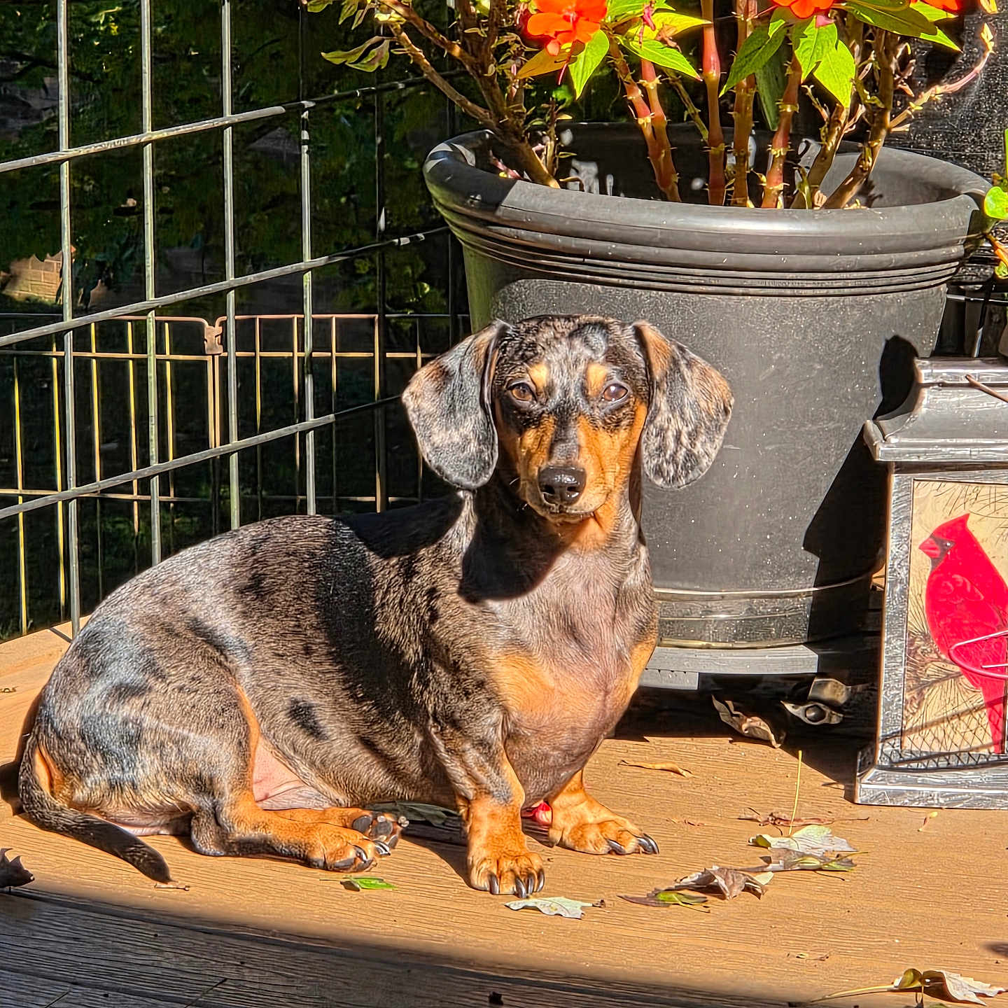Dasher