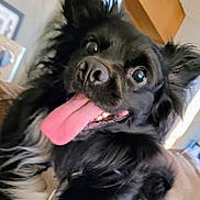 Ringo is registered to the contest to win money with this photo: animal, black_dog, canine, close_up, companion, cute, dog, domestic_animal, ears, face, fluffy, friendly, furry, happy, indoor, nose, pet, playful, smiling, tongue_out