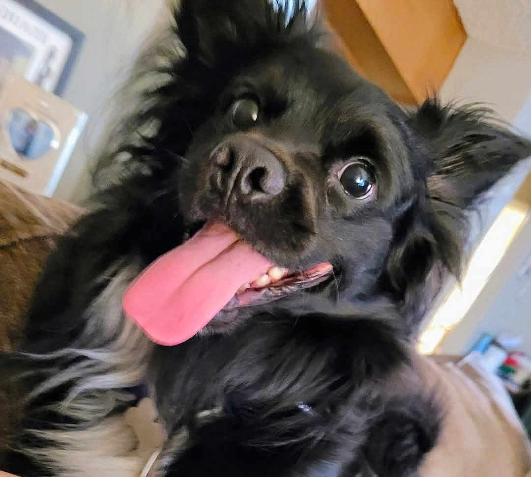 Ringo