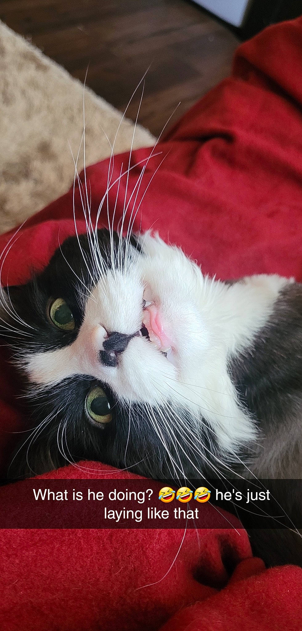 Tux joined the competition — help win amazing prizes! carmine, carnivore, cat, claw, comfort, domestic_short_haired_cat, felidae, font, foot, fur, happy, holiday, love, paw, photo_caption, plant, small_to_medium_sized_cats, snout, tail, whiskers