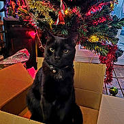 Jinx is registered to the contest to win money with this photo: animal, bell, black_cat, box, cardboard_box, cat, celebration, christmas_tree, collar, decorations, feline, festive, greenery, holiday, holiday_lights, indoor, ornament, pet, tinsel, wooden_floor