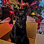 animal, bell, black_cat, box, cardboard_box, cat, celebration, christmas_tree, collar, decorations, feline, festive, greenery, holiday, holiday_lights, indoor, ornament, pet, tinsel, wooden_floor