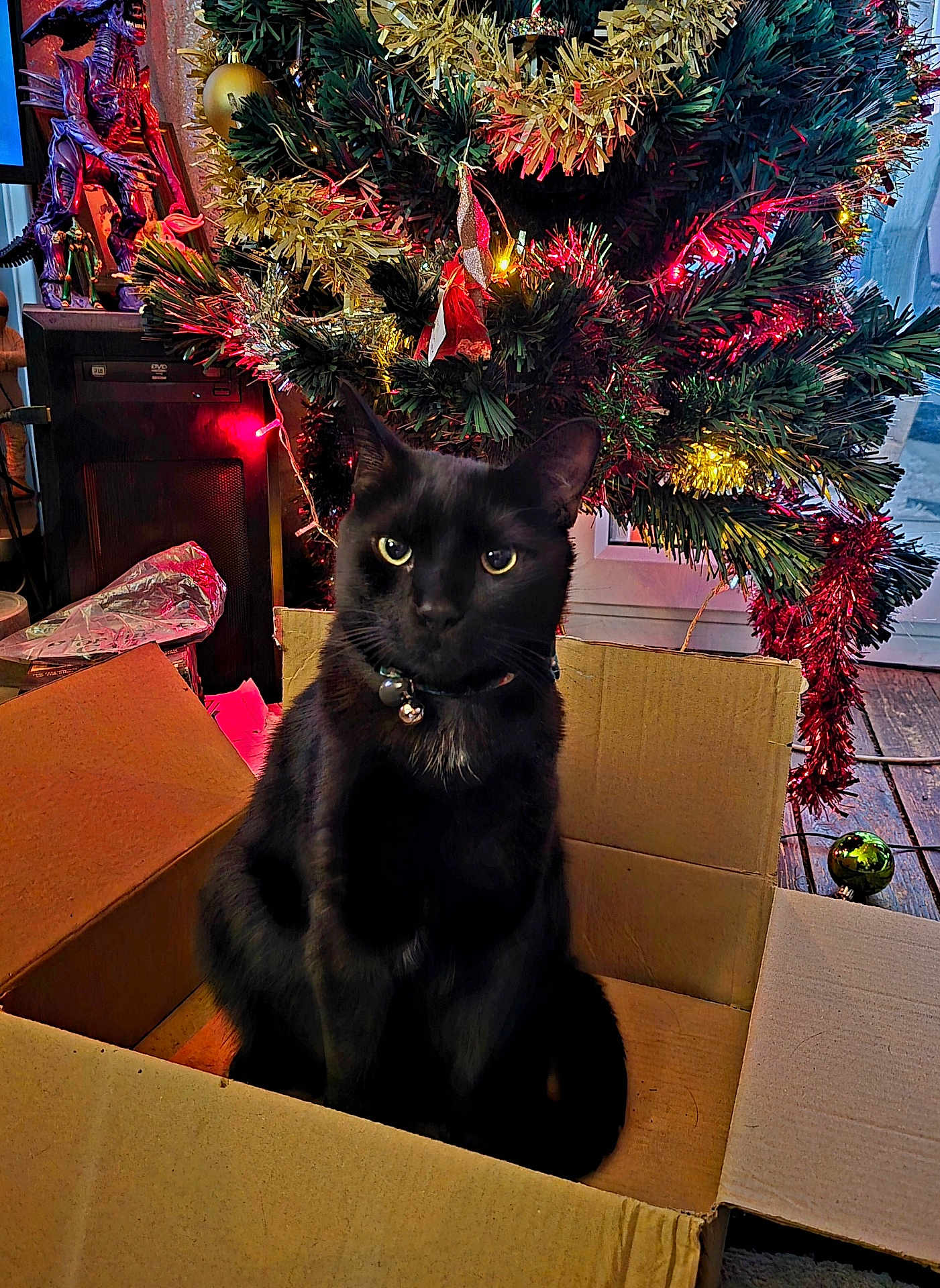 Jinx is registered to the contest to win money with this photo: animal, bell, black_cat, box, cardboard_box, cat, celebration, christmas_tree, collar, decorations, feline, festive, greenery, holiday, holiday_lights, indoor, ornament, pet, tinsel, wooden_floor