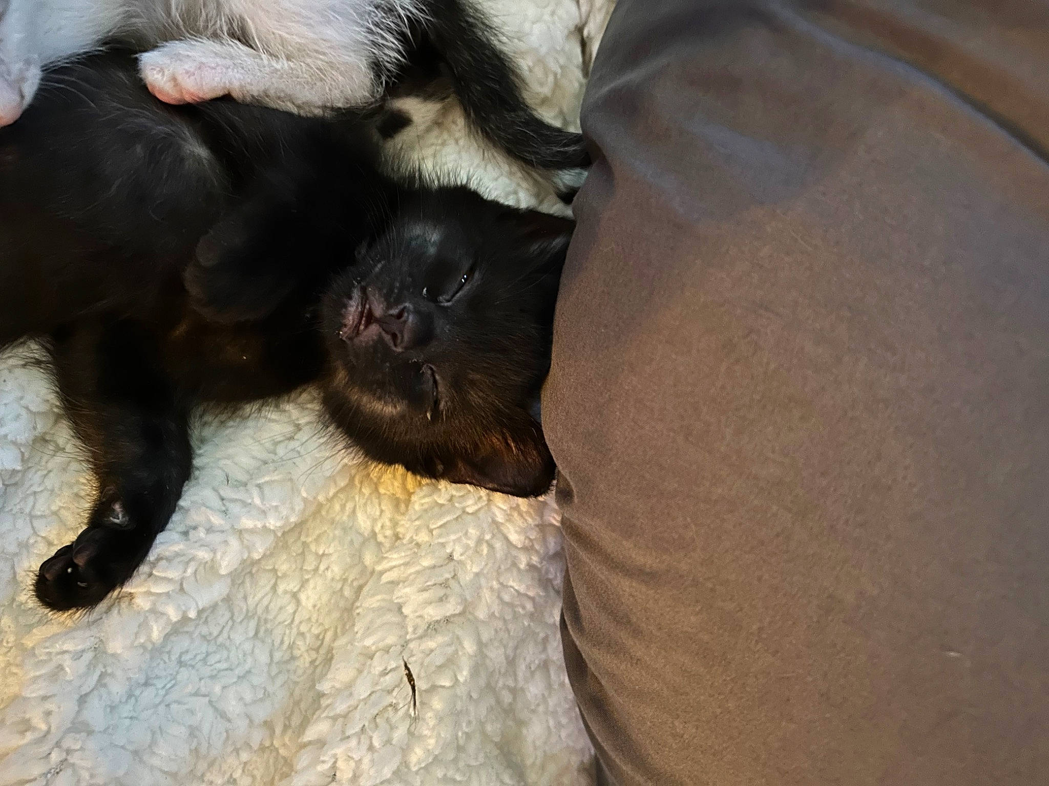 Jinxy joined the competition — help win amazing prizes! bed, bombay, carnivore, cat, claw, comfort, companion_dog, dog_breed, domestic_short_haired_cat, felidae, foot, fur, human_leg, paw, small_to_medium_sized_cats, tail, terrestrial_animal, whiskers, working_animal, wrinkle