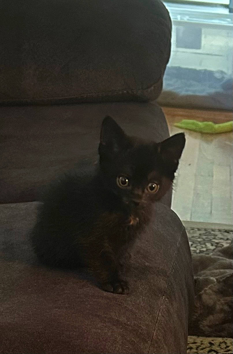 Jinxy joined the competition — help win amazing prizes! black_cat, bombay, brown, carnivore, cat, comfort, domestic_short_haired_cat, felidae, flooring, fur, grey, hardwood, human_leg, small_to_medium_sized_cats, snout, tail, terrestrial_animal, tints_and_shades, whiskers, wood