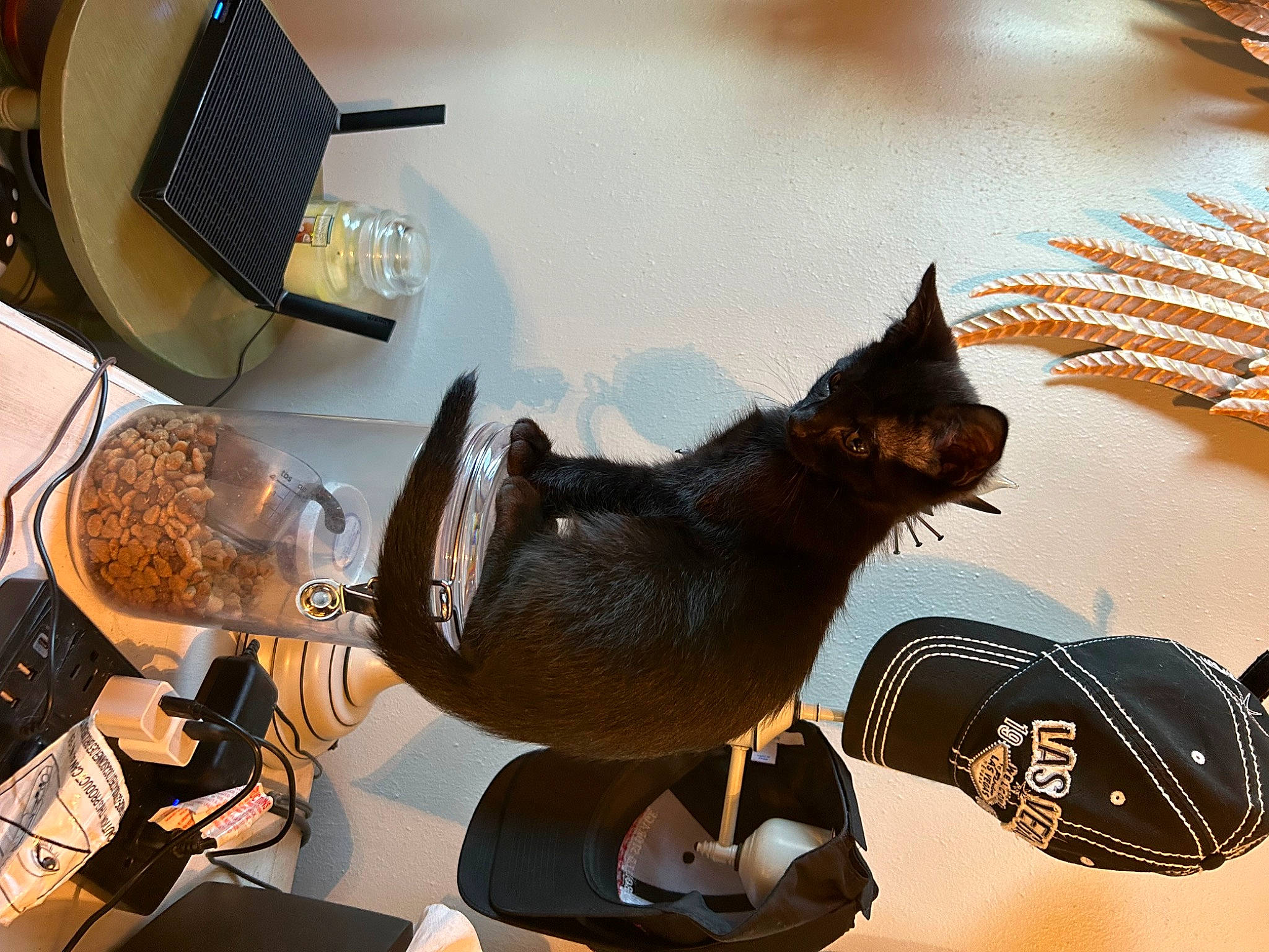Jinxy is registered to the contest to win money with this photo: art, audio_equipment, carnivore, cat, chair, comfort, domestic_short_haired_cat, eyewear, fashion_accessory, felidae, fur, metal, room, small_to_medium_sized_cats, still_life_photography, table, tail, visual_arts, whiskers, wood