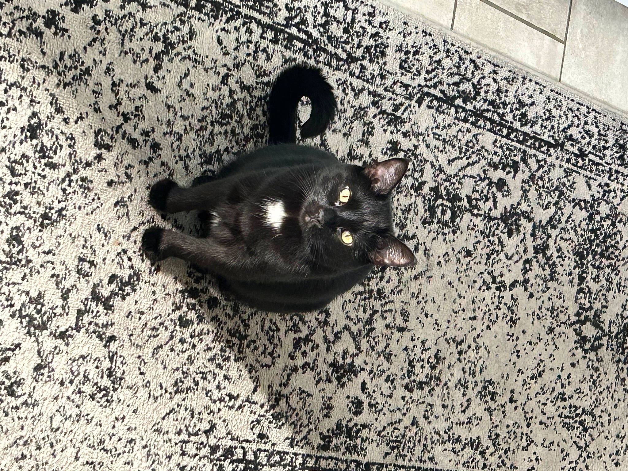 Gallow is registered to the contest to win money with this photo: asphalt, black_and_white, black_cat, carnivore, cat, domestic_short_haired_cat, felidae, floor, flooring, fur, grass, grey, monochrome_photography, road_surface, small_to_medium_sized_cats, snout, soil, tail, tints_and_shades, whiskers