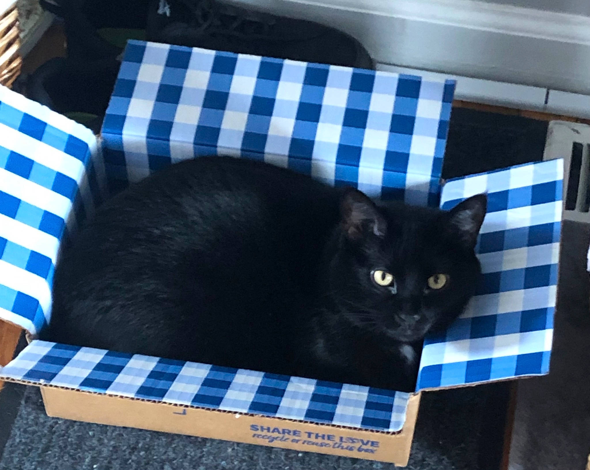 Gallow is registered to the contest to win money with this photo: black_cat, blue, box, carnivore, cat, cat_supply, comfort, domestic_short_haired_cat, felidae, fur, grey, packaging_and_labeling, pattern, pet_supply, rectangle, shipping_box, small_to_medium_sized_cats, tail, whiskers, window