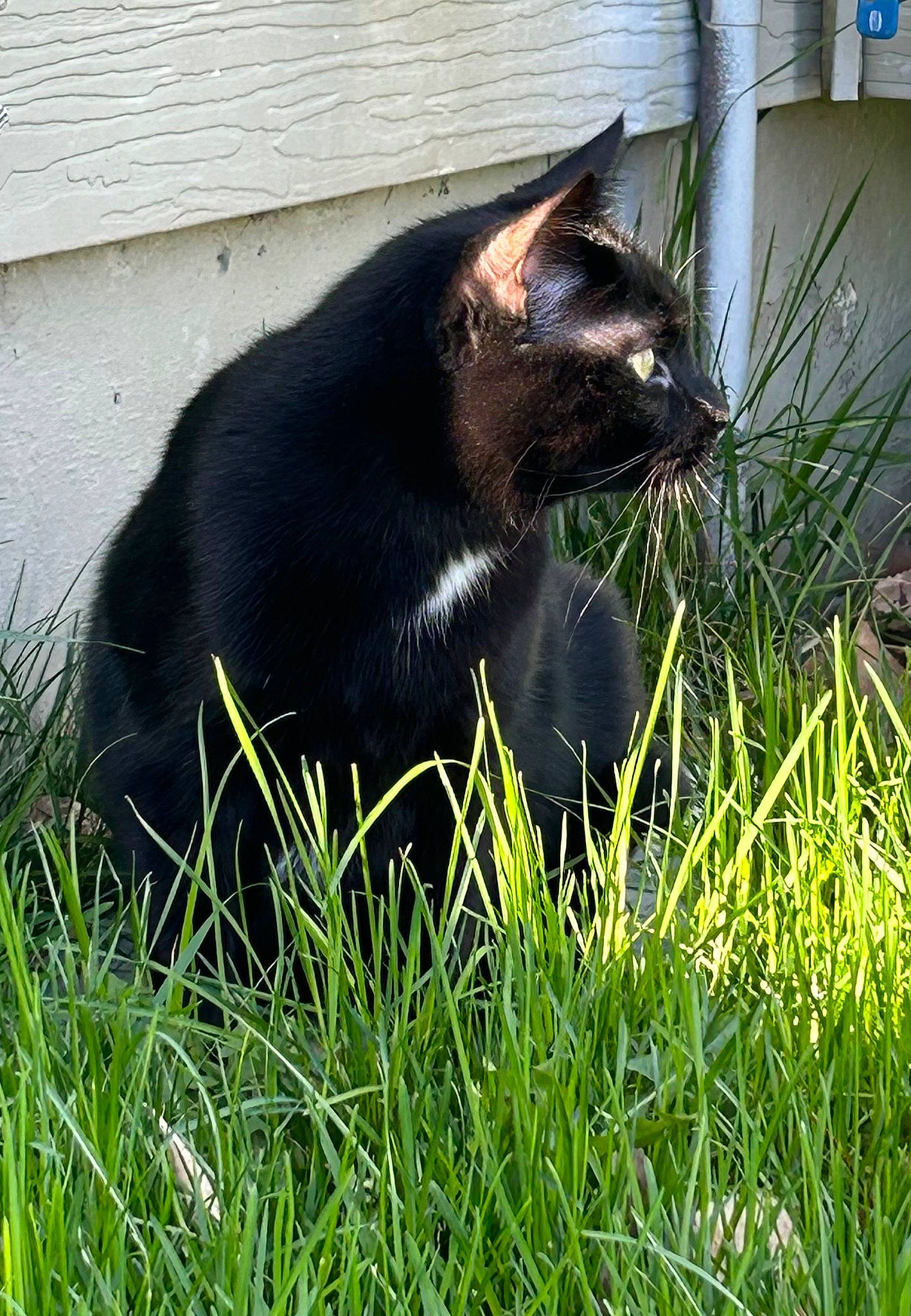 Gallow joined the competition — help win amazing prizes! black_cat, bombay, carnivore, cat, domestic_short_haired_cat, felidae, fur, grass, grass_family, grassland, groundcover, lawn, plant, sitting, small_to_medium_sized_cats, snout, tail, terrestrial_animal, whiskers