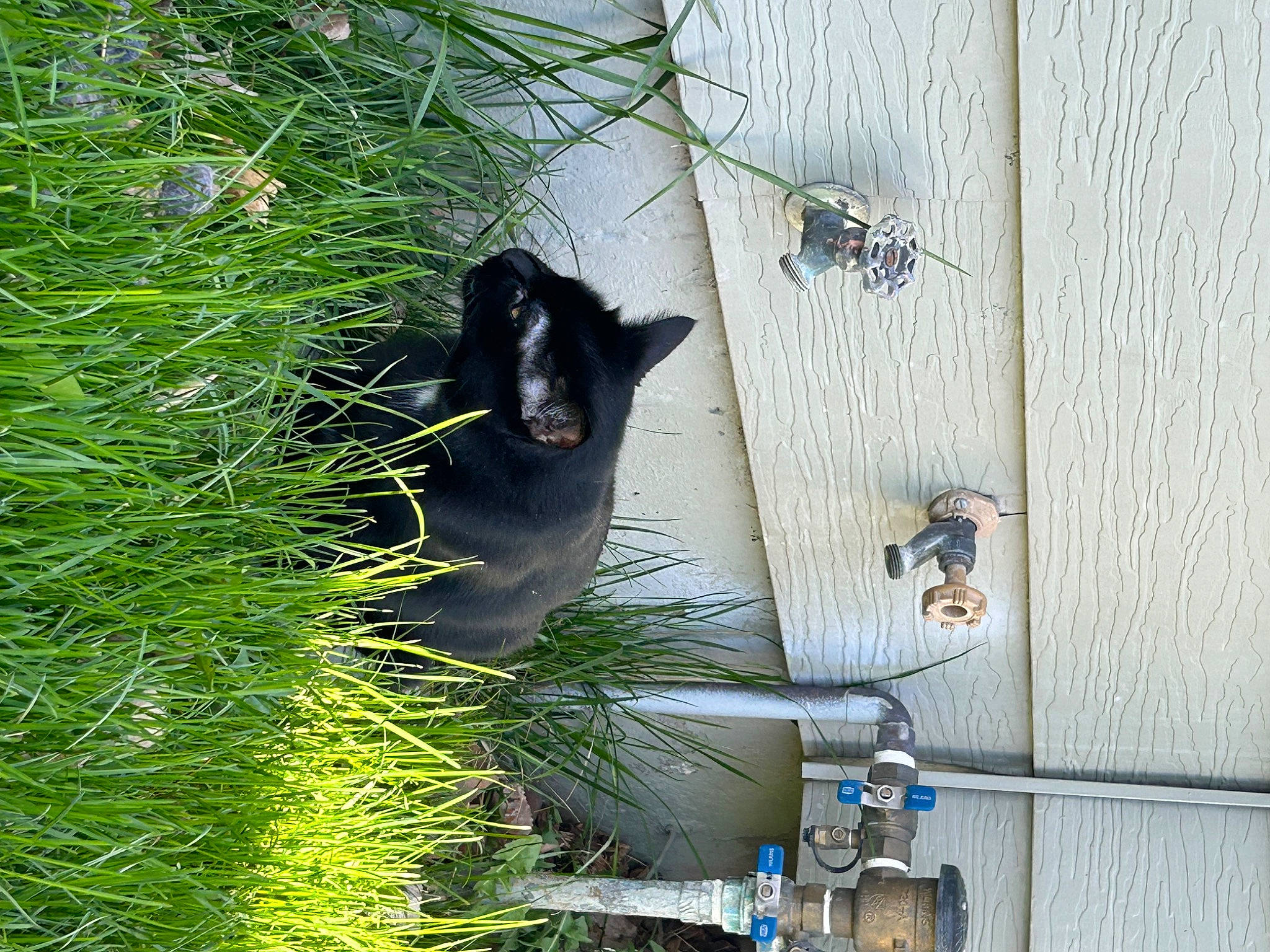 Gallow joined the competition — help win amazing prizes! black_cat, carnivore, cat, domestic_short_haired_cat, felidae, flowerpot, fur, grass, groundcover, herb, herbaceous_plant, pet_supply, plant, shrub, small_to_medium_sized_cats, tail, tree, whiskers, window, wood