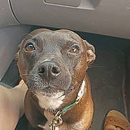 Pooka joined the competition — help win amazing prizes! dog, pet, leash, car_interior, floor, brown, black, white_patch, canine, looking_up, collar, person, legs, feet, shoes, closeup, indoor, companion, animal, waiting