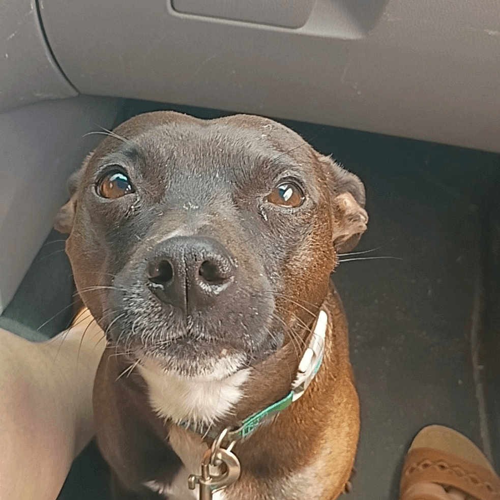 Pooka joined the competition — help win amazing prizes! dog, pet, leash, car_interior, floor, brown, black, white_patch, canine, looking_up, collar, person, legs, feet, shoes, closeup, indoor, companion, animal, waiting