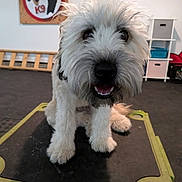 Lily is registered to the contest to win money with this photo: dog, white_dog, furry, close_up, puppy, smiling, front_paws, training_platform, indoor, wall_sign, shelving_unit, storage_box, floor_mat, black_nose, dark_eyes, fluffy_hair, pet_school, playful, tongue, cute