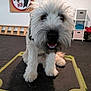 dog, white_dog, furry, close_up, puppy, smiling, front_paws, training_platform, indoor, wall_sign, shelving_unit, storage_box, floor_mat, black_nose, dark_eyes, fluffy_hair, pet_school, playful, tongue, cute
