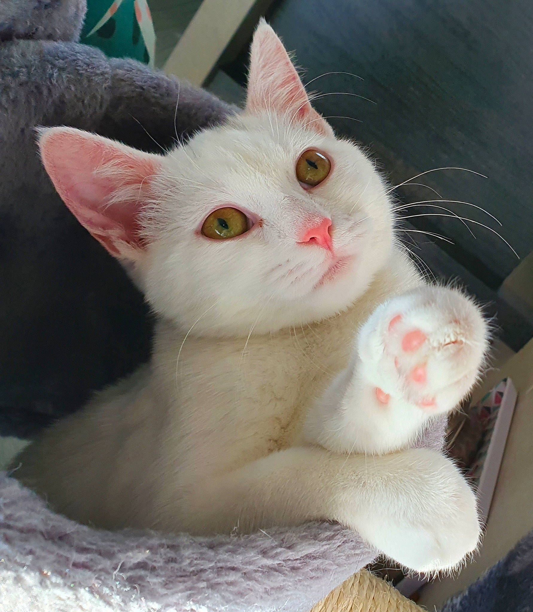 Ruby participe au concours pour gagner de l'argent avec cette photo : art, carnivore, cat, claw, domestic_short_haired_cat, ear, fawn, felidae, foot, fur, head, paw, photo_caption, small_to_medium_sized_cats, snout, tail, terrestrial_animal, whiskers