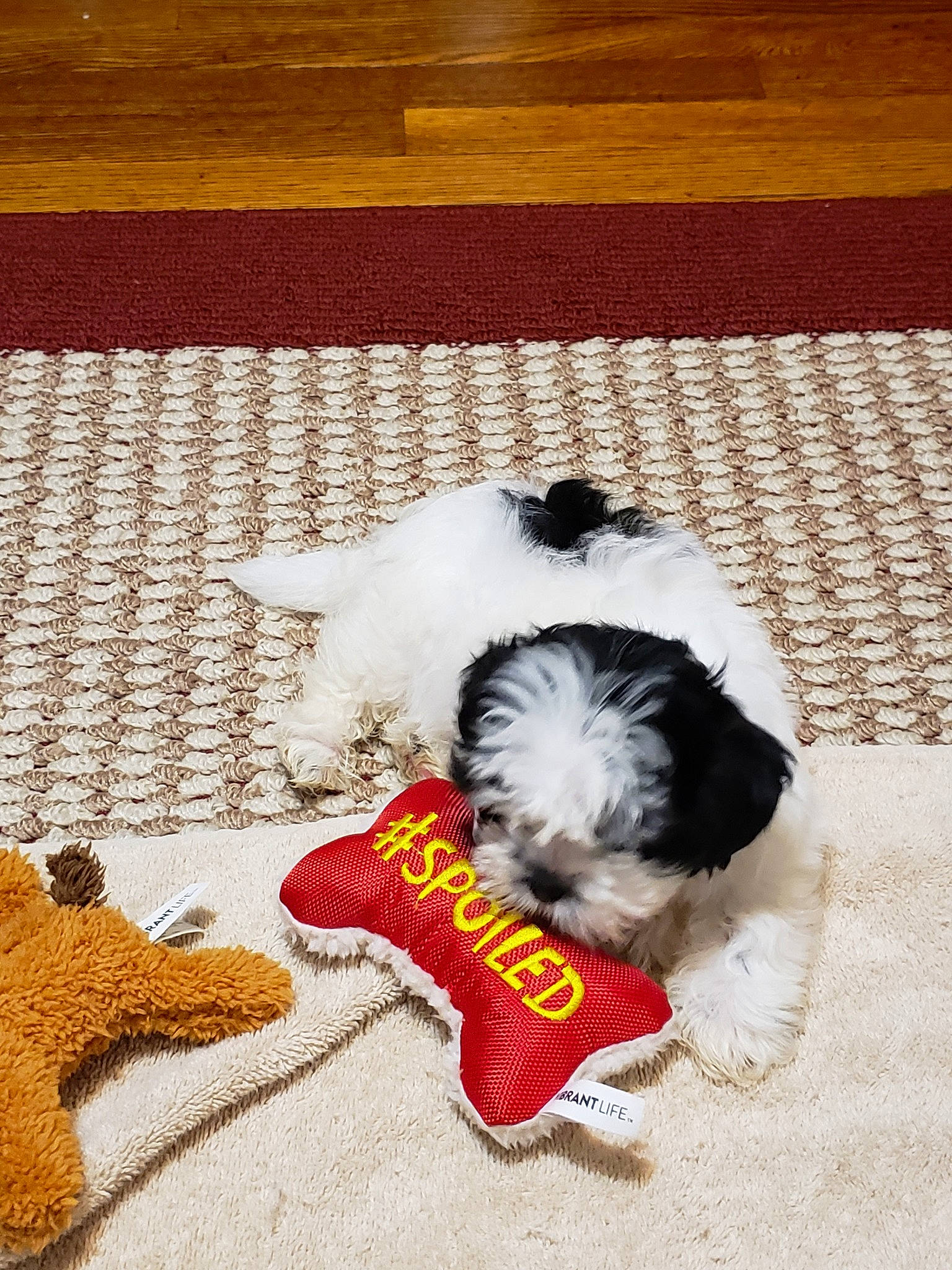 Ozzie is registered to the contest to win money with this photo: canidae, carnivore, cavachon, cavapoo, cockapoo, companion_dog, dog, dog_breed, dog_clothes, havanese, lhasa_apso, non_sporting_group, petit_basset_griffon_vendeen, puppy, sealyham_terrier, shih_tzu, sporting_lucas_terrier, tibetan_terrier, toy_dog