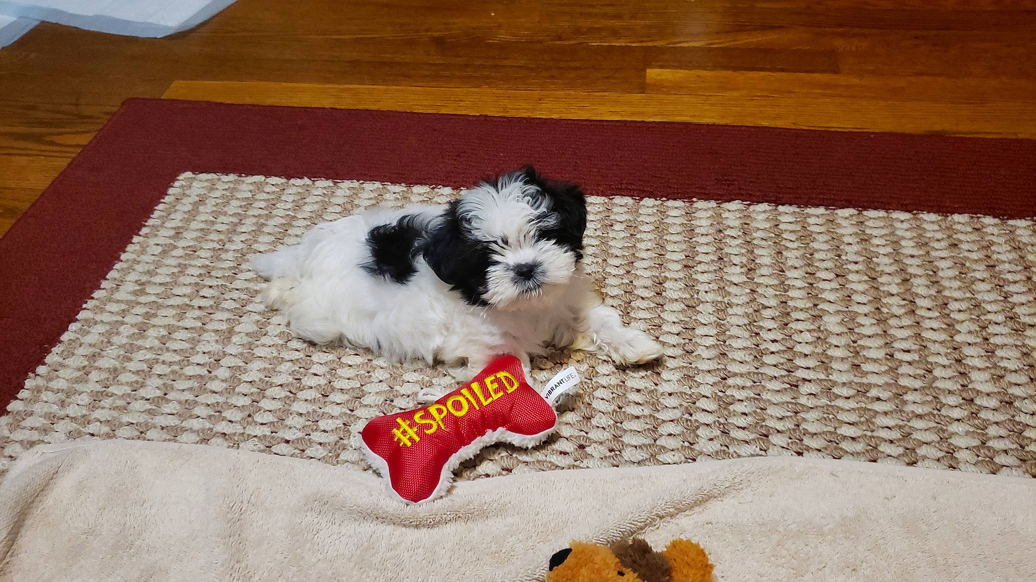 Ozzie joined the competition — help win amazing prizes! canidae, carnivore, chinese_imperial_dog, companion_dog, dog, dog_breed, havanese, kyi_leo, mal_shi, maltepoo, mammal, non_sporting_group, puppy, rare_breed_dog, shih_tzu, sporting_group, sporting_lucas_terrier, toy_dog, vertebrate, wire_hair_fox_terrier