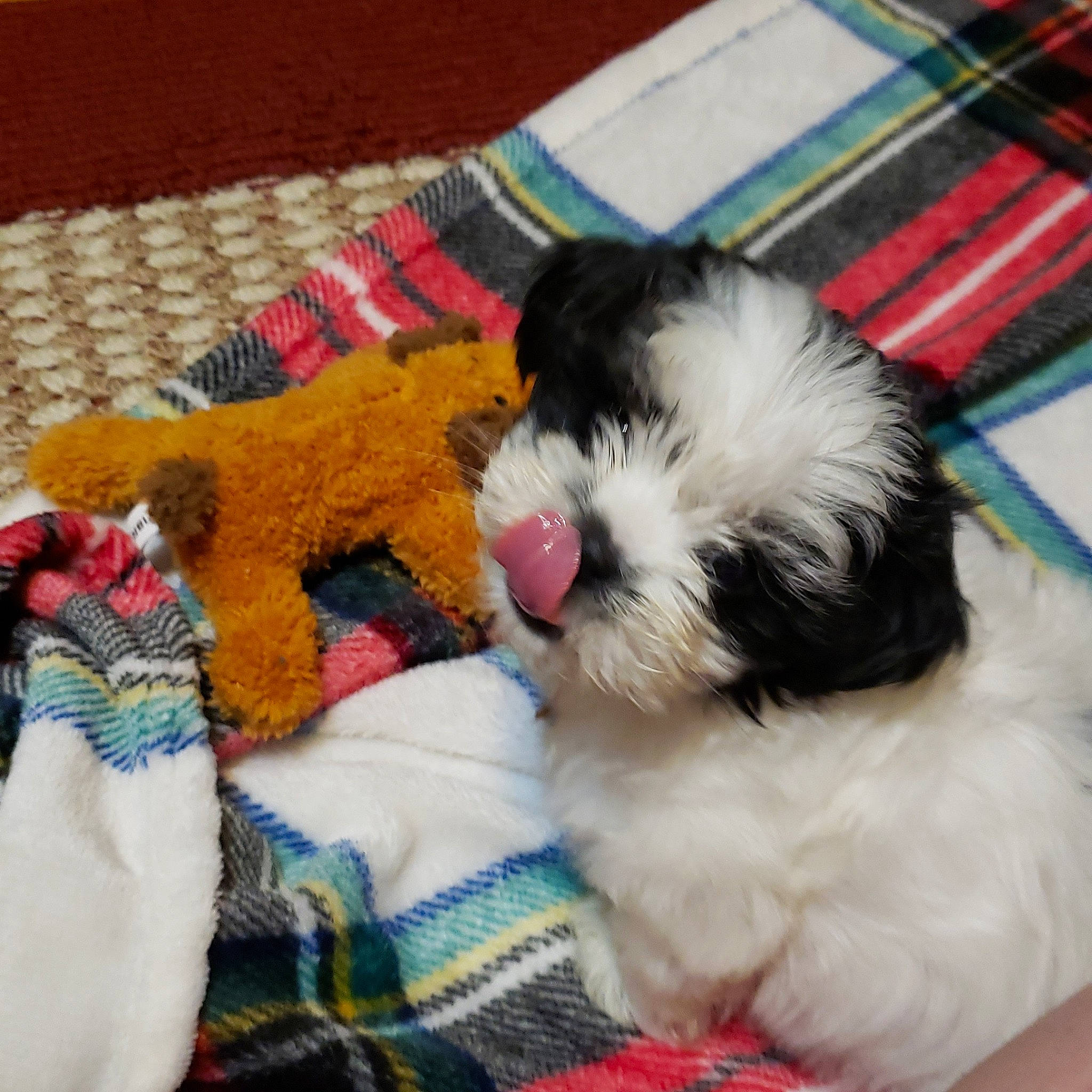 Ozzie is registered to the contest to win money with this photo: canidae, carnivore, chinese_imperial_dog, cockapoo, companion_dog, dog, dog_breed, kyi_leo, lhasa_apso, mal_shi, maltepoo, mammal, non_sporting_group, puppy, rare_breed_dog, romanian_mioritic_shepherd_dog, shih_poo, shih_tzu, toy_dog, vertebrate