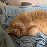Omen is registered to the contest to win money with this photo: cat, ginger_cat, pet, animal, feline, fur, whiskers, relaxed, cozy, blanket, blue_blanket, bed, sleepy, indoor, cute, paw, resting, soft, comfort, home