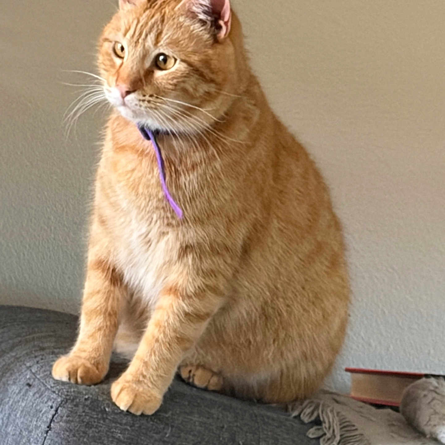 Omen joined the competition — help win amazing prizes! cat, orange_tabby, pet, feline, collar, indoor, couch, furniture, blanket, book, whiskers, ears, fur, seated, looking_away, domestic_animal, cozy, home, animal, resting_place