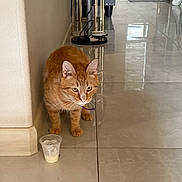 Omen is registered to the contest to win money with this photo: cat, orange_cat, tabby, pet, indoor, floor, tiled_floor, wall, cup, food, cream, curious, whiskers, furniture, lamp, reflection, animal, domestic, floor_tile, corner