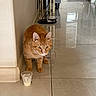 cat, orange_cat, tabby, pet, indoor, floor, tiled_floor, wall, cup, food, cream, curious, whiskers, furniture, lamp, reflection, animal, domestic, floor_tile, corner