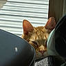 Omen joined the competition — help win amazing prizes! cat, orange_tabby, peeking, window, blinds, sunlight, indoor, curious, feline, ear, nose, face, shadow, fabric, texture, cozy, resting, partial_view, domestic_animal, quiet