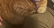 Omen joined the competition — help win amazing prizes! cat, orange_tabby, collar, lap, person, pants, sweatshirt, nike, indoor, cozy, pet, feline, relaxed, seated, clothing, casual, domestic, warm_lighting, comfort, resting