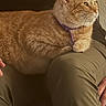 cat, orange_tabby, collar, lap, person, pants, sweatshirt, nike, indoor, cozy, pet, feline, relaxed, seated, clothing, casual, domestic, warm_lighting, comfort, resting