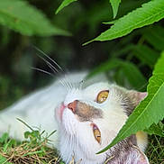 Princesse a rejoint le concours — aidez-le/la à gagner de superbes lots ! animal, cat, closeup, curious, cute, eyes, face, fur, grass, greenery, leaves, lying_down, nature, outdoor, pet, relaxed, soft_light, whiskers, yellow_eyes