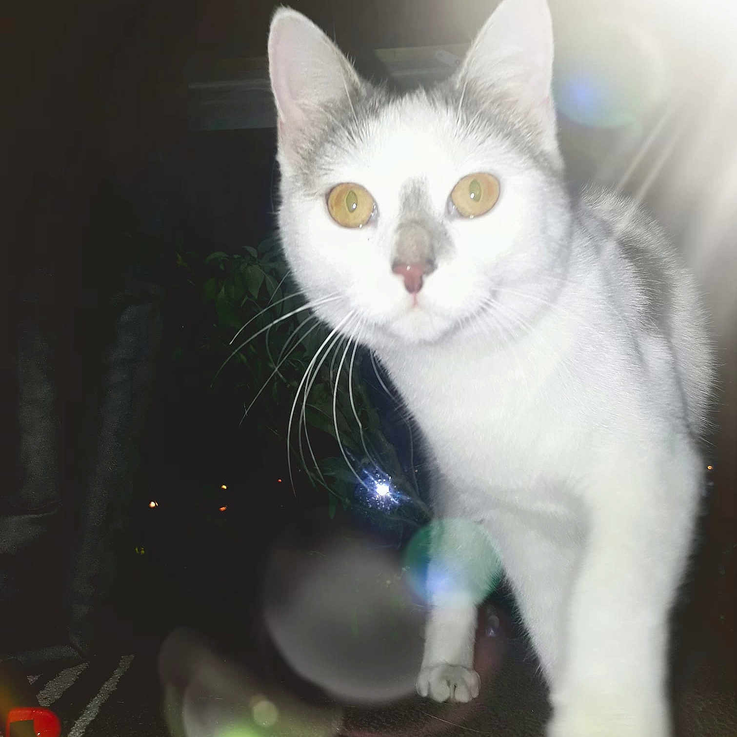 Princesse