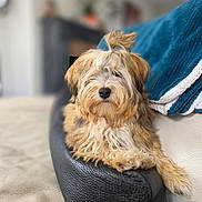 Alma a rejoint le concours — aidez-le/la à gagner de superbes lots ! dog, fluffy, topknot, leather, armrest, blanket, blue, white, cozy, indoor, pet, animal, fur, cute, relaxed, portrait, closeup, sofa, furniture, living_room