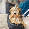 dog, fluffy, topknot, leather, armrest, blanket, blue, white, cozy, indoor, pet, animal, fur, cute, relaxed, portrait, closeup, sofa, furniture, living_room