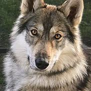 Athena a rejoint le concours — aidez-le/la à gagner de superbes lots ! dog, wolf_like, fur, animal, portrait, close_up, ears, nose, eyes, outdoor, canine, mammal, pet, furry, wild, nature, head, face, looking, alert