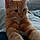 Oliver