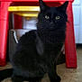 black_cat, cat, pet, animal, indoor, floor, yellow_eyes, fur, curious, sitting, easel, childrens_toy, red, yellow, furniture, domestic_animal, closeup, portrait, looking_at_camera, flooring
