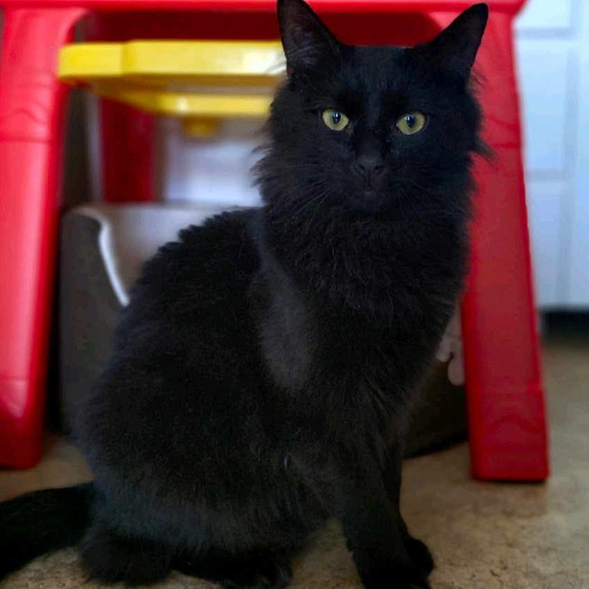 Shadow a rejoint le concours — aidez-le/la à gagner de superbes lots ! animal, black_cat, cat, childrens_toy, closeup, curious, domestic_animal, easel, floor, flooring, fur, furniture, indoor, looking_at_camera, pet, portrait, red, sitting, yellow, yellow_eyes