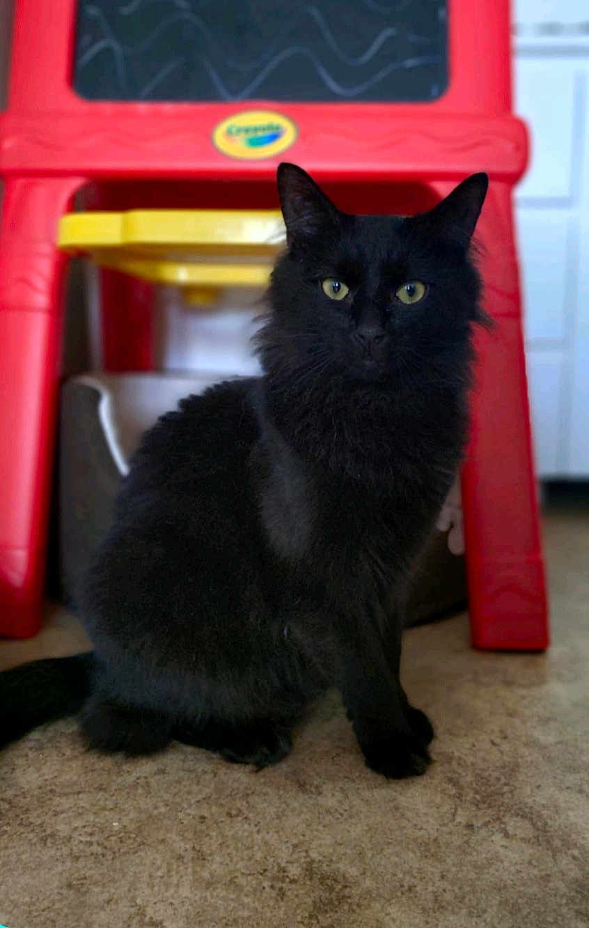 Shadow a rejoint le concours — aidez-le/la à gagner de superbes lots ! black_cat, cat, pet, animal, indoor, floor, yellow_eyes, fur, curious, sitting, easel, childrens_toy, red, yellow, furniture, domestic_animal, closeup, portrait, looking_at_camera, flooring