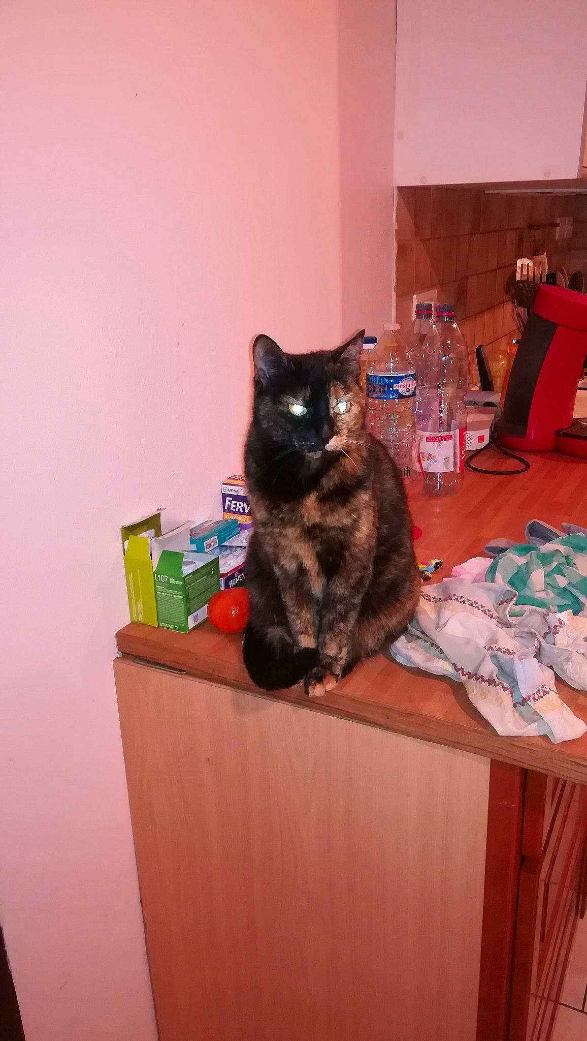 Moritz participe au concours pour gagner de l'argent avec cette photo : black_cat, bottle, box, carnivore, cat, domestic_short_haired_cat, drinking_water, felidae, flooring, fur, mammal, plastic_bottle, room, sitting, small_to_medium_sized_cats, table, tail, vertebrate, water_bottle, whiskers